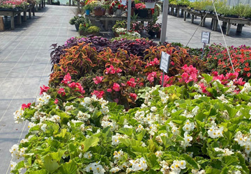 begonias in the breezy acres garden center