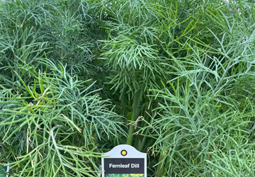 dill plants for sale at the breezy acres garden center