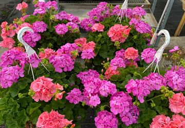 geraniums in hanging baskets