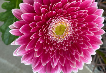 gerbera daisies in the breezy acres garden center