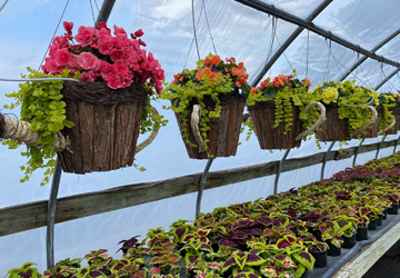 beautiful hanging baskets for sale at Breezy Acres Garden Center