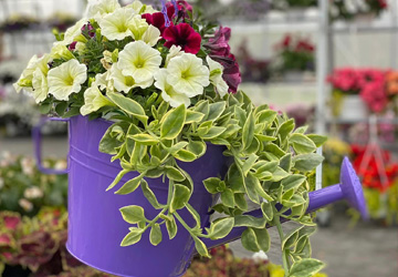 Plants in a hanging watering can