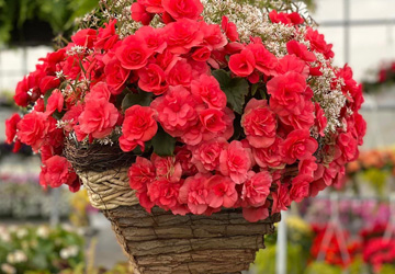 hanging planter with begonias planted in it