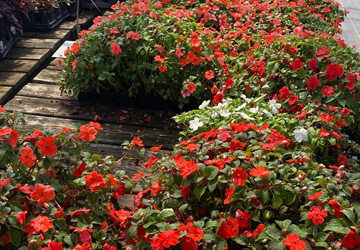 impatients in a greenhouse