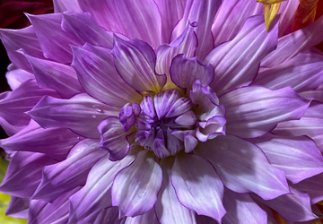 beautiful lavendar-colored dahlia