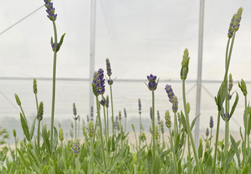 lavendar plants for sale in a greenhouse