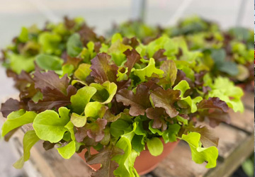 lettuce starts for gardening