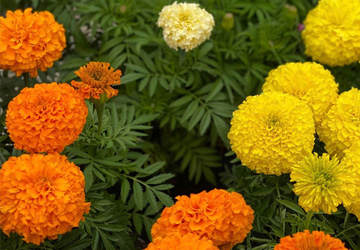 potted marigolds in bloom for sale