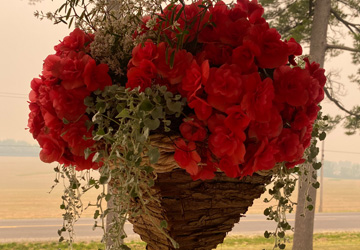 hanging planter with orange begonias planted in it