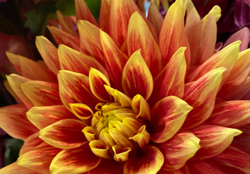 Orange Dahlia up close