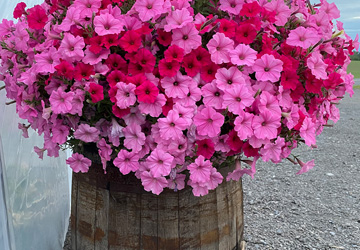 a barrel planter with petunias planted in it