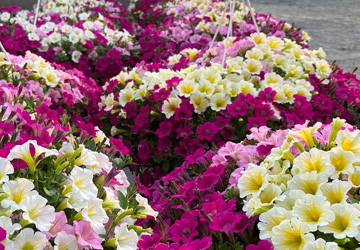 colorful petunias at the Breezy Acres Garden Center