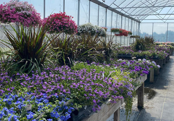 purple flowers including petunias and scaevola