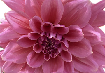 large pink dahlia on isolated background