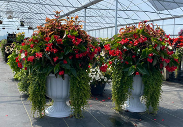 planters for sale with flowers in them