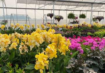 colorful potted flowers in a greenhouse