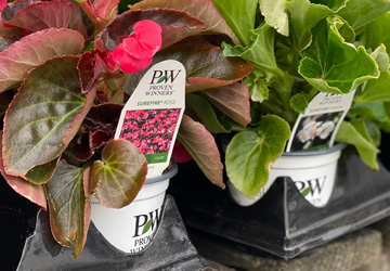 potted begonias for transplanting