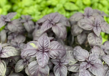 Purple Basil plants