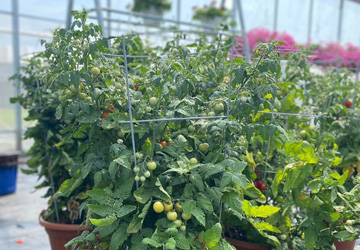 tomato plants for sale in a greenhouse