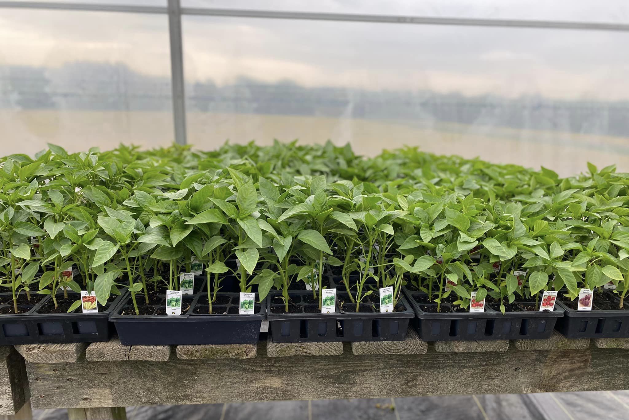 pepper plants ready to transplant into a garden